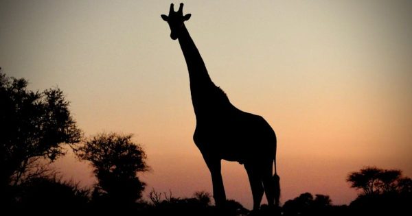 Kenya Safari Holidays 2026