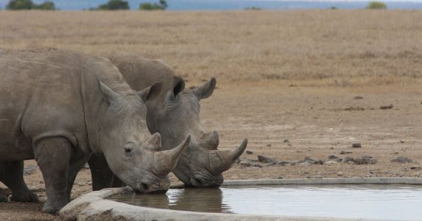 Kenya Safari Holidays 2026