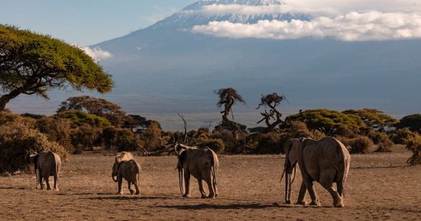 Kenya Safari Packages from Nairobi