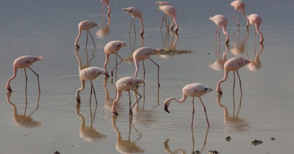 Kenya Safari Packages from Nairobi