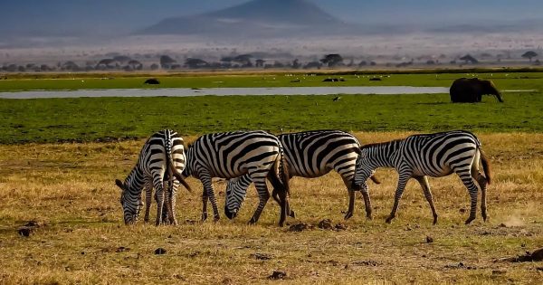 Luxury vs Budget Safaris in Kenya
