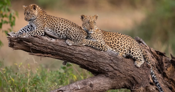 Maasai Mara Safari Packages