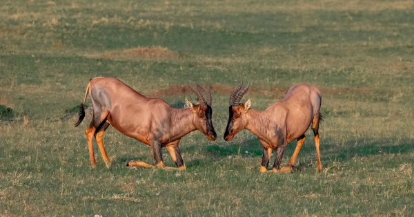 Maasai Mara Safari Packages