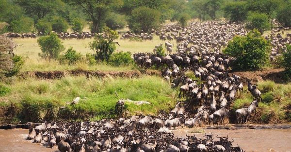 Masai Mara Safari in Kenya
