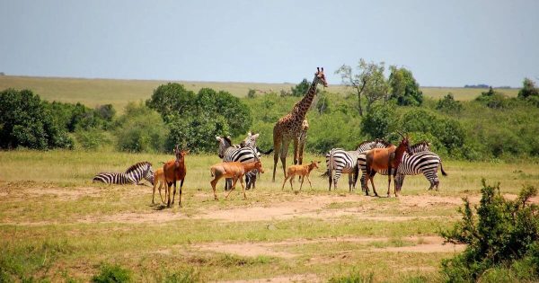 Where to Stay in Maasai Mara