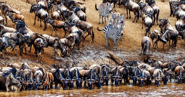 Masai Mara Great Migration Safari