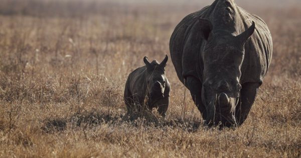 best time to visit Masai Mara