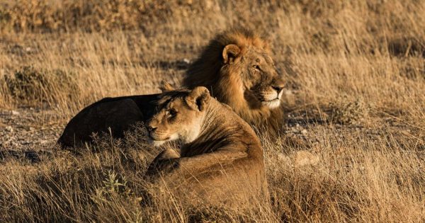 best time to visit Masai Mara