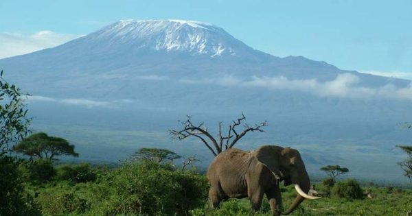 3-Day Amboseli Safari Packages from Nairobi
