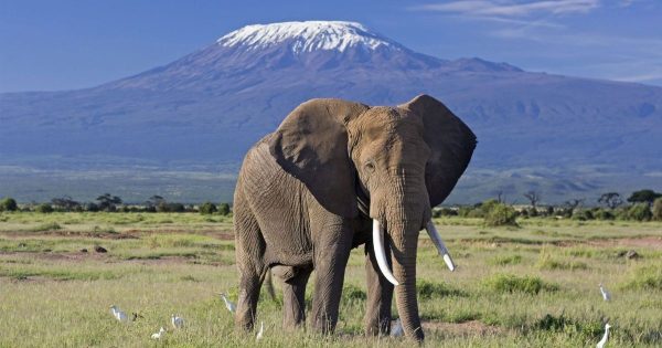 3-Day Amboseli Safari Packages from Nairobi