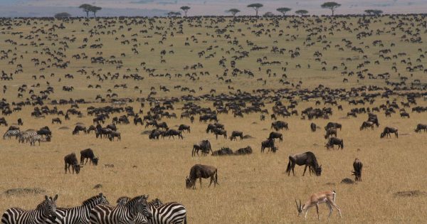 Affordable Safari Packages in Kenya