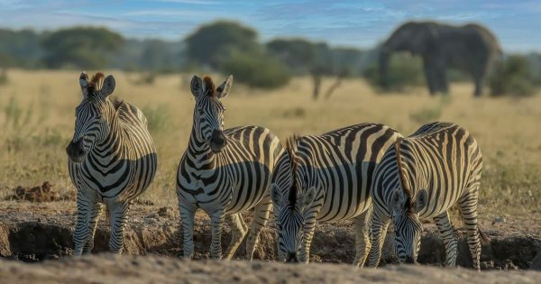 3 Day Masai Mara Safari Package