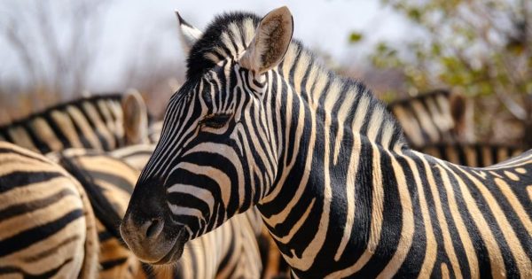 Kenya Safari Cost