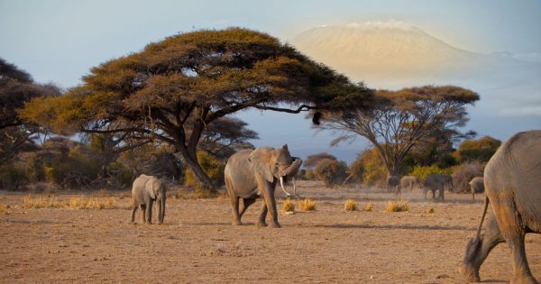 Kenya Safari Itineraries