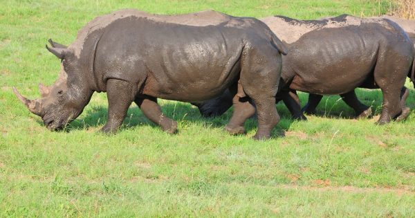Luxury Kenya Safari Packages