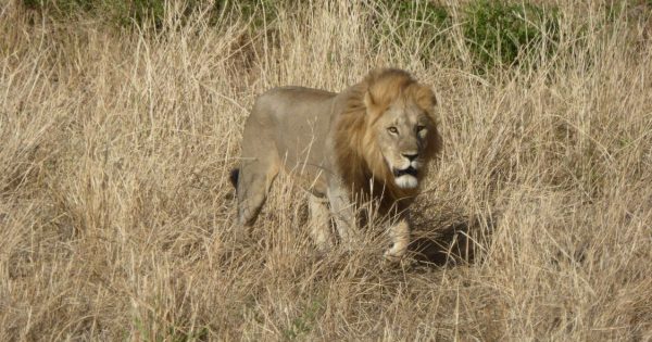 Luxury Kenya Safari Packages