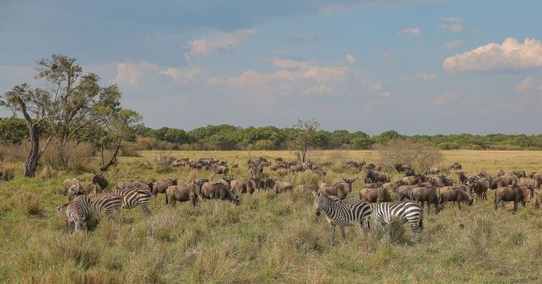 Affordable Safari Packages in Kenya