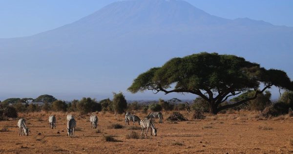 Masai Mara Safari Cost in Kenya