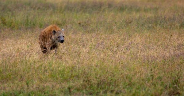 Masai Mara Safari Packages in Kenya