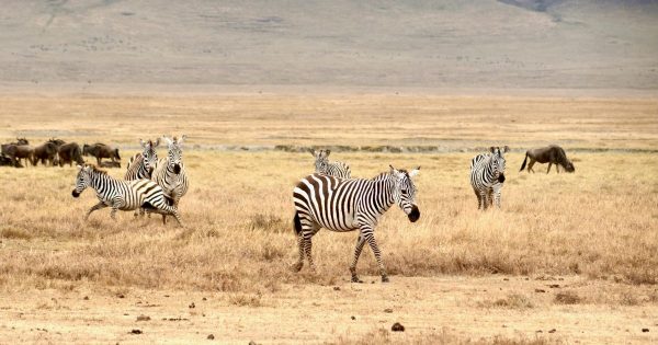 Best Safari Packages in Kenya