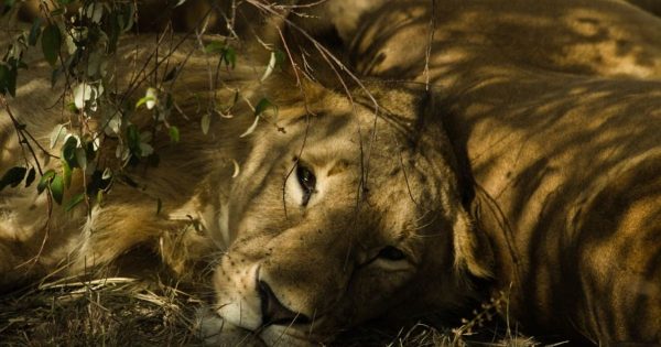 Solo Safari in Kenya