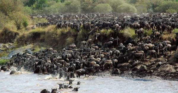 Wildebeest Migration Safari Packages
