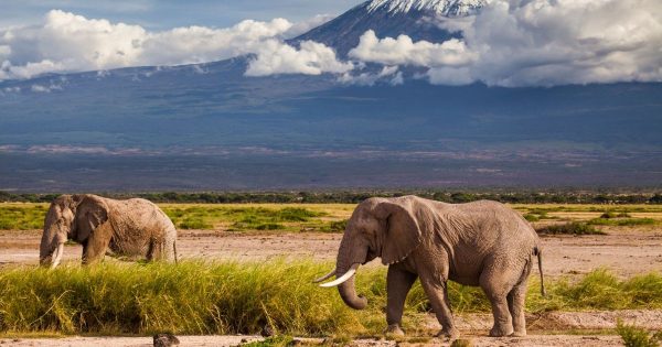 Amboseli Safari Packages