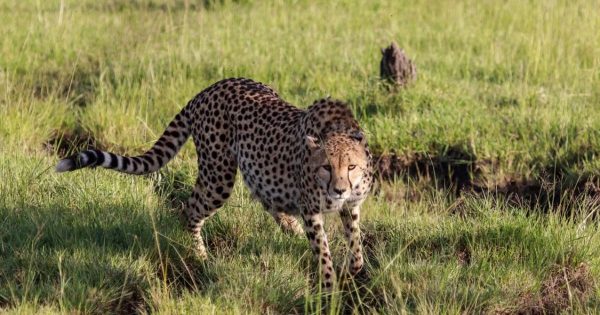 Honeymoon Safari Kenya