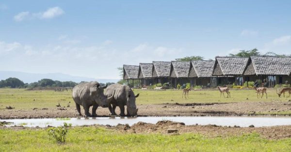 How to Book a Safari in Kenya