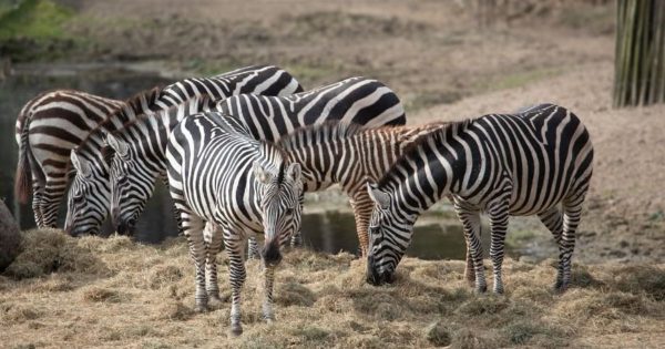 Kenya Safari Booking Tips
