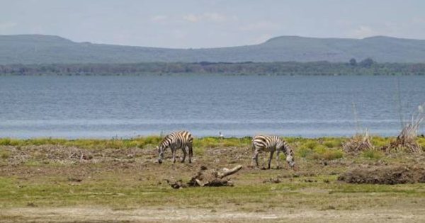 Lake Naivasha Safari Tours