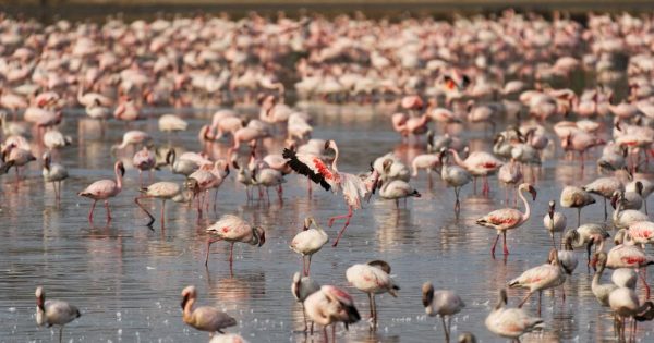 Lake Nakuru Safari Tours