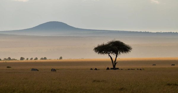 Ol Pejeta Conservancy Safari