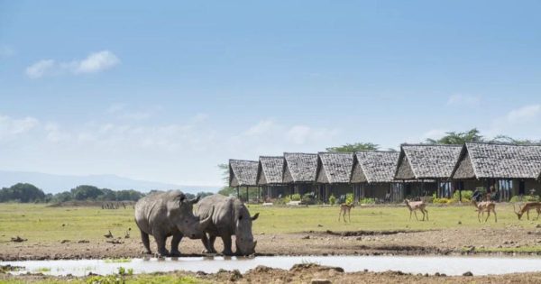 Ol Pejeta Conservancy Safari