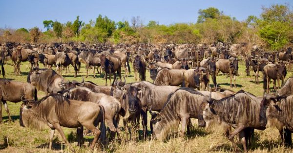 Private Kenya Safari Packages