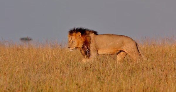 Private Kenya Safari Packages