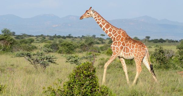 Samburu National Reserve Safari