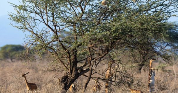 Samburu National Reserve Tours