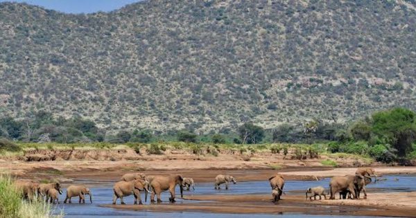 Samburu National Reserve Tours