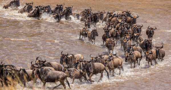 Serengeti vs Masai Mara