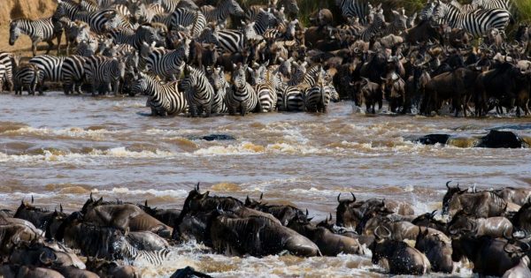 Serengeti vs Masai Mara