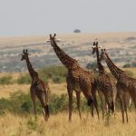 14 Days Kenya Safari and Diani Beach