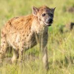 4-Day Amboseli Safari Itinerary (2)