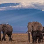 4-Day Amboseli Safari Itinerary (3)