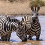 4 Days Masai Mara Safari