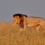 4 Days Masai Mara Safari (2)