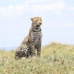 4 Days Masai Mara Safari (3)