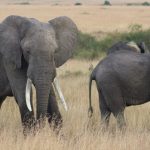 4 Days Masai Mara Safari (4)