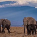 5-Day Amboseli & Tsavo Safari (2)