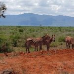 5-Day Amboseli & Tsavo Safari (3)